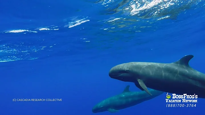 Marine Mammal Research in Hawaii with Robin Baird ...