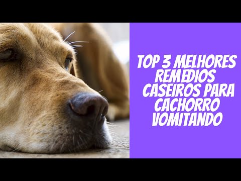 Vídeo: 4 coisas a fazer se o seu cão está vomitando