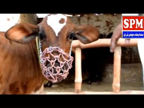 How to make rope halter for cow buffalo calf / jali chhika banae ka