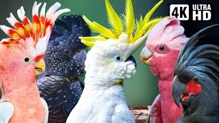 Most Beautiful Cockatoos on Earth | Vibrant Colors & Serene Nature Sounds | Breathtaking Nature