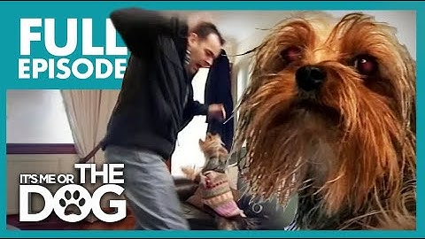 Control Freak Yorkie: Bailey | Season 2 Episode 4 | Full Episode | It