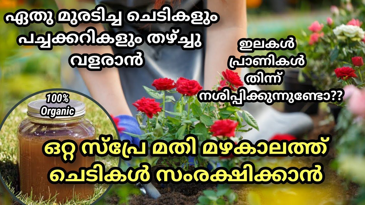 മഴകാലത്ത് ചെടികളിൽ ഉണ്ടാകുന്ന എല്ലാം പ്രശ്ങ്ങൾക്കും ഇത് മാത്രം മതി/ Homemade pesticide in malayalam