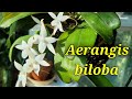 Aerangis biloba первое домашнее цветение.