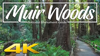 Muir Woods National Monument | Guide and Virtual Hike 4K