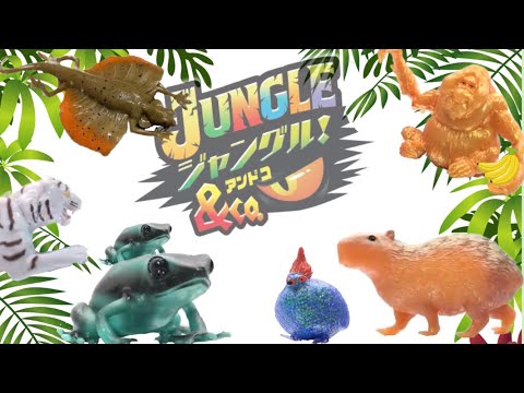 アンドコ　のびーるジャングル　スーパーレア　バイカラー　カンムリシャコ　新品 ジャングル&co. ）発売後紹介！ - YouTube