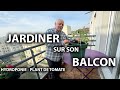 Jardiner sur son balcon plant de tomate en hydroponie