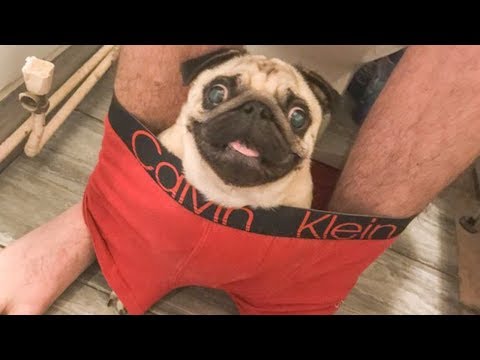 the-stupid-moment-of-pug-puppies-will-make-your-day-★-funny-babies-and-pets