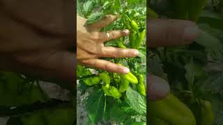 Como está o plantio de pimenta de cheiro#pimentadecheiro#vidanaroca
