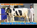 40000 से शुरू हैं इस फार्म के दाम। 20 से 40 लीटर दूध की 15 गाय बिकाऊ। Sandhu Dairy Farm, Sirsa, HR