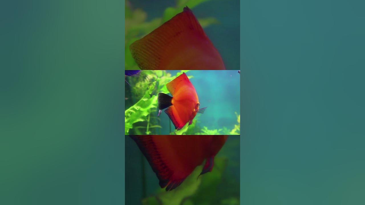 Fishes You Need To See Before You Die Part 12 wildlife animals Fishes You Need To See Before You Die Part 12 wildlife animals