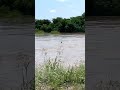 Deer Swept Away After Heavy Rain Triggers Severe Flooding in Texas