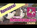 Ямарка - станица Ленинградская [11.10.2020]. Птичий рынок. Выставка голубей.