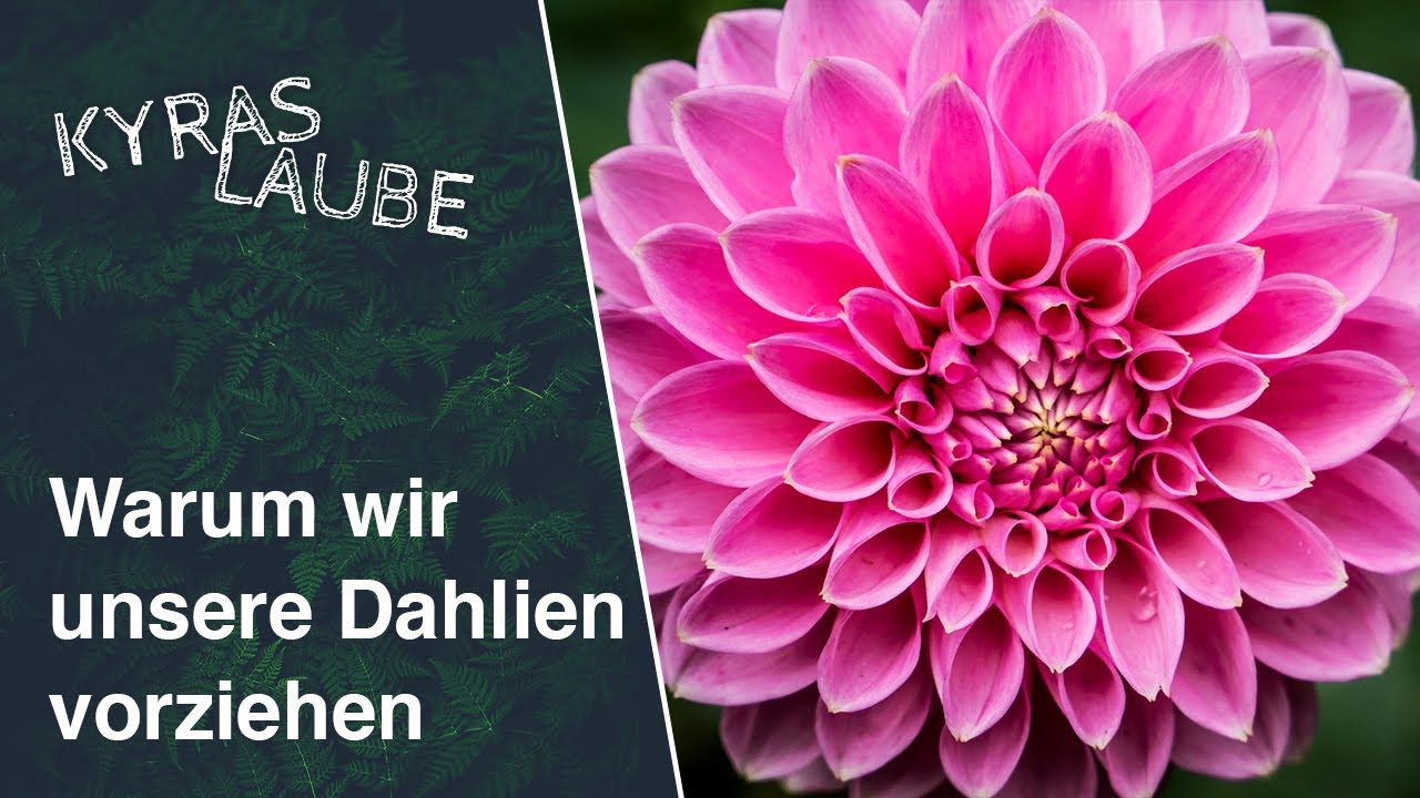 Dahlien vorziehen So geht´s und das sind die Vorteile🌱🏵️ YouTube