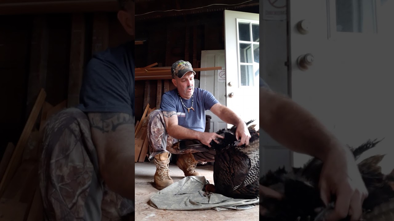 Wild Turkey tail fan spurs beard removal