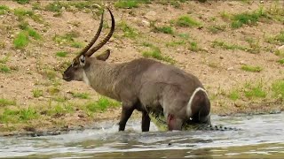 Africa’s Toughest Antelope? Waterbuck’s Shocking Fight Tactics!