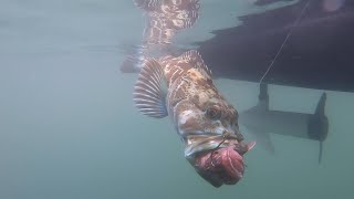 The Lure that could Revolutionize Lingcod Fishing