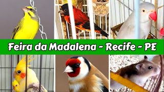 Feira de Pássaros, Aves e Animais de Estimação   #feira #passaro