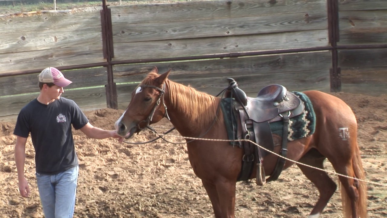 Dennis Sigler Horses Ground Driving in the Round Pen YouTube