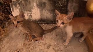 When I see kittens playing together, I feel happy, I saw 4th time