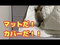 【フェレット】マットだ！カバーだ！