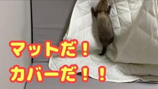 【フェレット】マットだ！カバーだ！