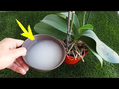 Video: ¿Cómo ayuda la potasa a crecer a las plantas?