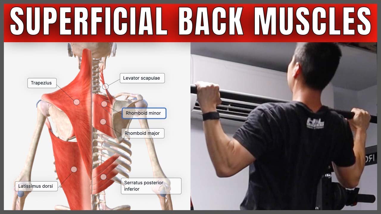 Extrinsic Back Muscles – Functional Anatomy | HNL Movement - YouTube