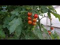 Как получить больше томатов черри