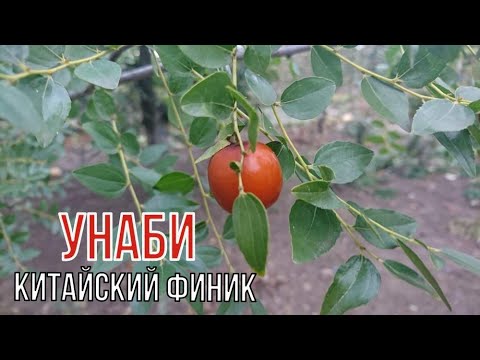 Унаби - необычный лекарь. В чём секрет дивного плода?