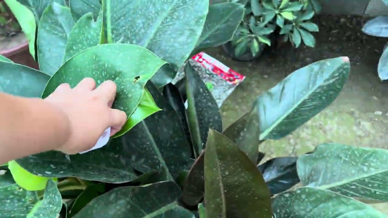 Акциядаги гулларимиз