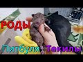 18+ Роды питбуля Текилы 19.01.2021. 11 щенков питбуля!