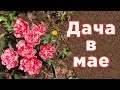 Дача в мае (4-5 число) | Удобрение для клубники для урожая