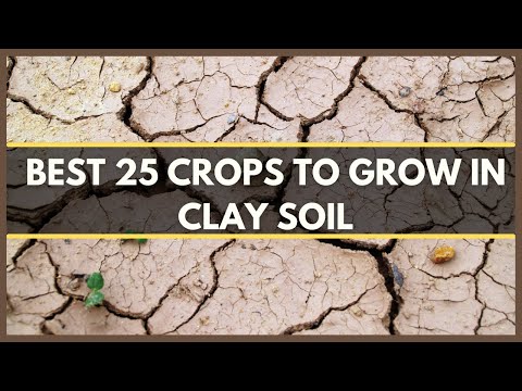 CLAY SOIL: BEST 25 CROPS THAT GROW WELL IN CLAY SOIL | CLAY SOIL PLANTS | CLAY SOIL VEGETABLES