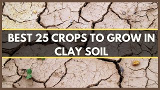 CLAY SOIL: BEST 25 CROPS THAT GROW WELL IN CLAY SOIL | CLAY SOIL PLANTS | CLAY SOIL VEGETABLES