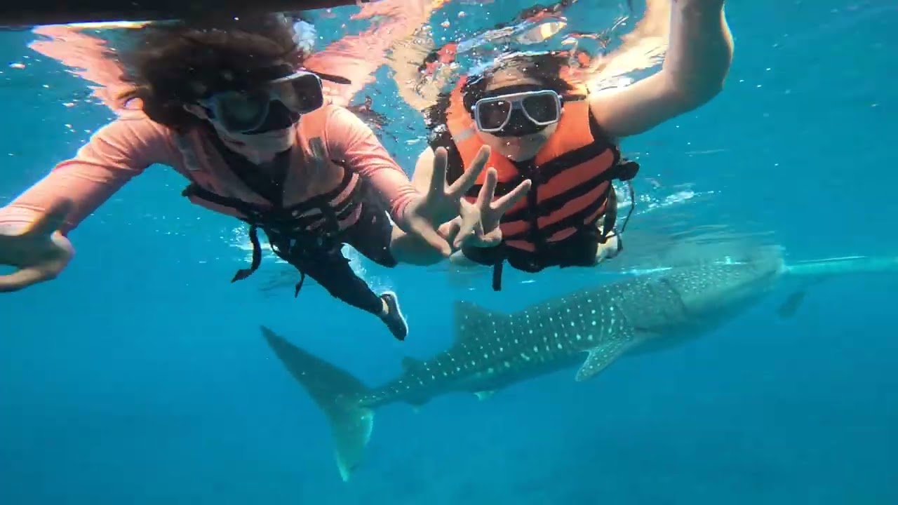 [세부여행1] 세부 오슬롭# 고래상어 투어# 여름휴가 추천#