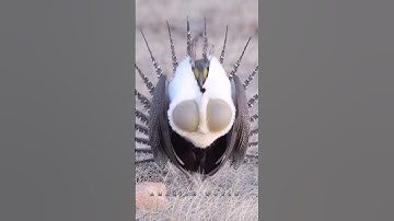 Amazing nature 🌍🌴🌱 / greater sage grouse bird🌏  #shorts