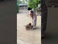 ไม่อุ้มม🤩♥️ #dogs #petsrule #puppy #funnydogs #doggielife