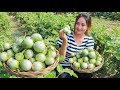 Pick some round eggplant in my homeland to cook special recipe at home | Harvest round eggplant