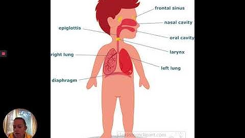 Science Chapter 2, Lesson 2 Respiratory System