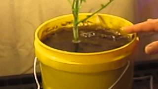 How to flush your plant when growing in soil or coco coir while using Air Injection Technology.