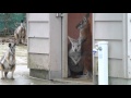 雨宿りするワラルー(ひびき動物ワールド) の動画、YouTube動画。