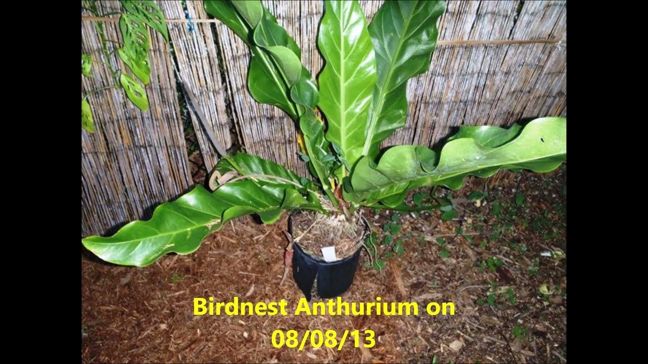 DG027 Birds Nest Anthurium Plant in the Dougherty Garden January 2