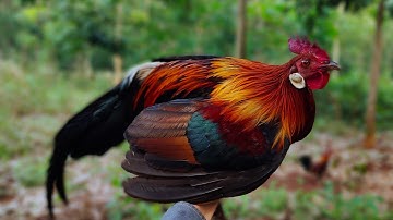 bẫy gà rừng cuối mùa ngày 10/5/2021mồi tơ tập rừng và cái kết buồn