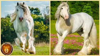 Estos Caballos Nacen Sólo Una Vez Cada Mil Años