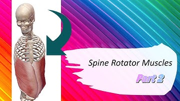 Spine Rotation Muscle Part 2 / Trunk Rotation / 3D Motion : Origin & Insertion