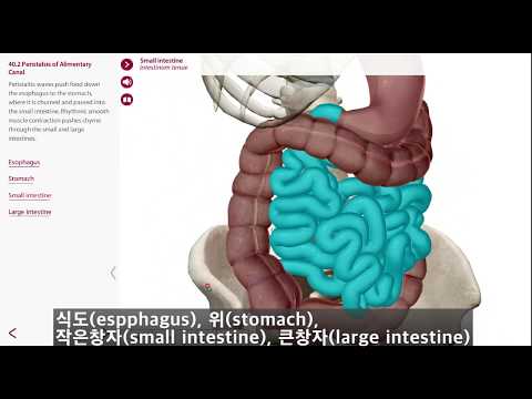 소화기의 구조 : 식도, 위, 장관