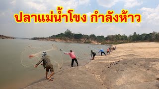 ปลาแม่น้ำโขง ชายแดนลาวไทย - ไทยลาว กำลังขื้นช่วงนี้