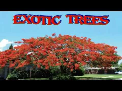 EXOTIC