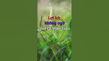 Lợi ích không ngờ của cỏ Mần trầu #shorts #viralvideo