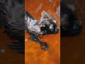Top 5 animals discovered in 2025